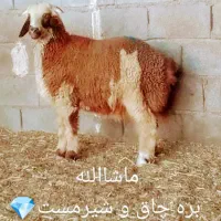 بره امساله نرو ماده