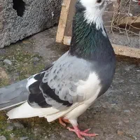 کفتر ابلغ سبز نر و ماده