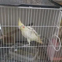 عروس هلندی ماده