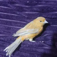 قناری ماده