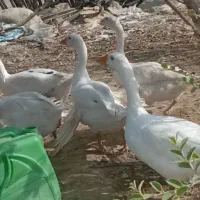 غاز ماده