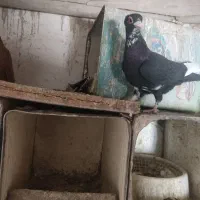 جفت پلنگ