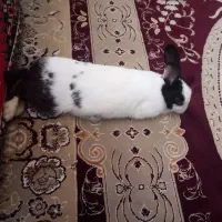 خرگوش