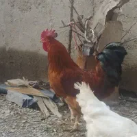 خروس محلی جوان