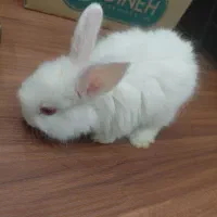 خرگوش مینیاتوری