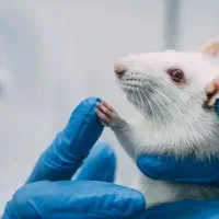 موش آزمایشگاهی