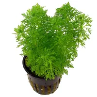 گیاه شیویدی