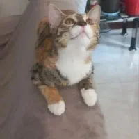 گربه ۴ ماه بازیگوش به خانم میدم ۳میلیون