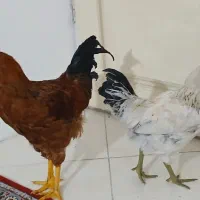 دو عدد خروس