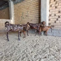 بز و بزغاله چهل خال پاکستانی نژاد کاموری اصیل