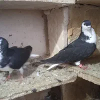 جفت شیخی