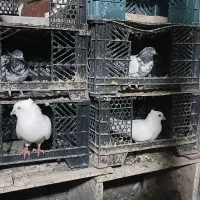 کفتر پرشی اراکی و طوقی