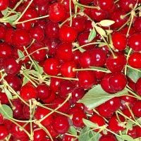آلبالو گیلاس درجه یک ارگانیک