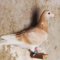 کبوتر