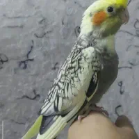 جوجه عروس گل باقالی مرواریدی دستی دانه خور