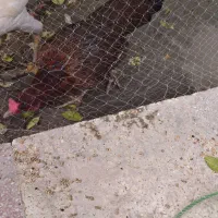 خروس|حیوانات مزرعه|میناب, |دیوار