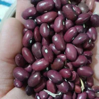 لوبیا قرمز
