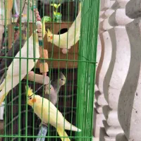 عروس هلندی