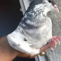 ماده یال سبز گلدار و ماده بدرنگ سبز