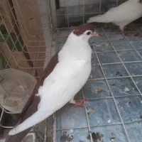 ۲ عدد کفتر یکی چپ جوجه