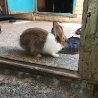 خرگوش