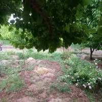 باغ در بهترین موقعیت مکانی مخصوص ویلا سازی وسالن