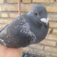 کبوتر هومر