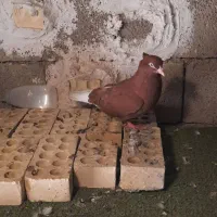 دوجفت دم سفید
