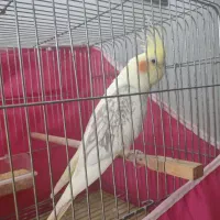عروس هلندی ماده دوکت پروانه ای