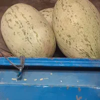 خربزه افغانی معروف به قندک
