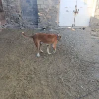 سگ سرابی