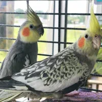 عروس هلندی
