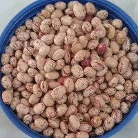 لوبیا چیتی مرغوب
