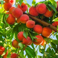 باغ-با-درختان-مثمر-7-ساله-بنا-و-استخر