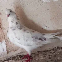 کفتر ماده خال دار