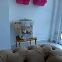 مرغ هلندی نرو ماده