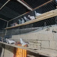کبوتر پرشی
