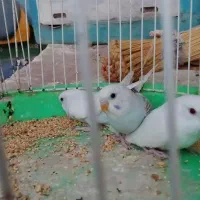 جوجه مرغ عشق
