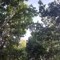 انجام کلیه کارهای نظافتی