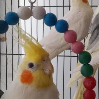 عروس هلندی نر