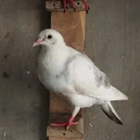 کبوتر ابلغ خارجی