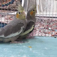 دو تاجوجه عروس هلندی ۴ماهه
