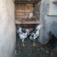 بچه ۳ماهه گردن لخت وگلین