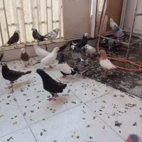 کفتر 20عدد