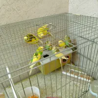 پرنده مرغ عشق
