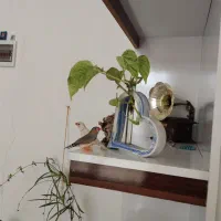 پرنده