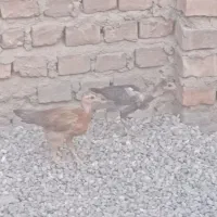 جوجه