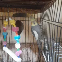 طوطی عروس  هلندی نر و ماده