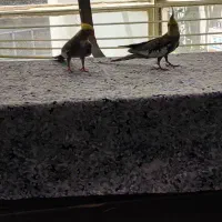 پرنده