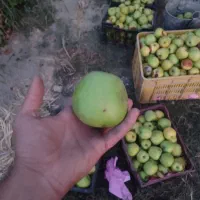 سیب